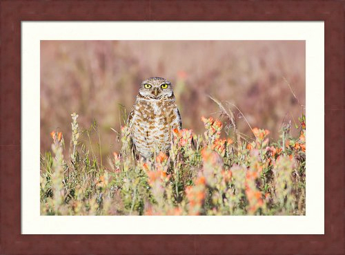 Framed Owl Print