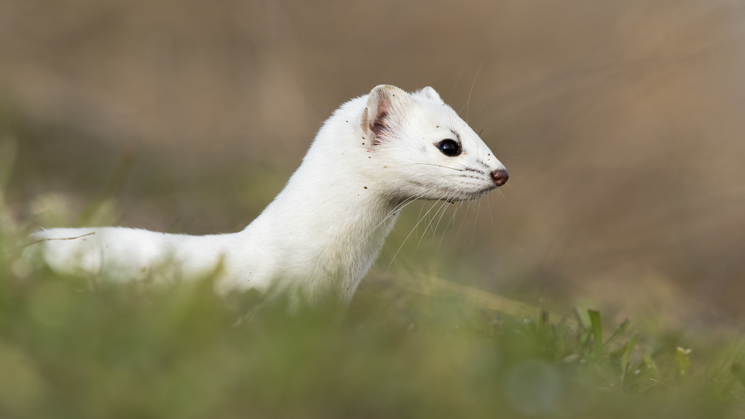 Long-tailed Weasel by Mark Summers