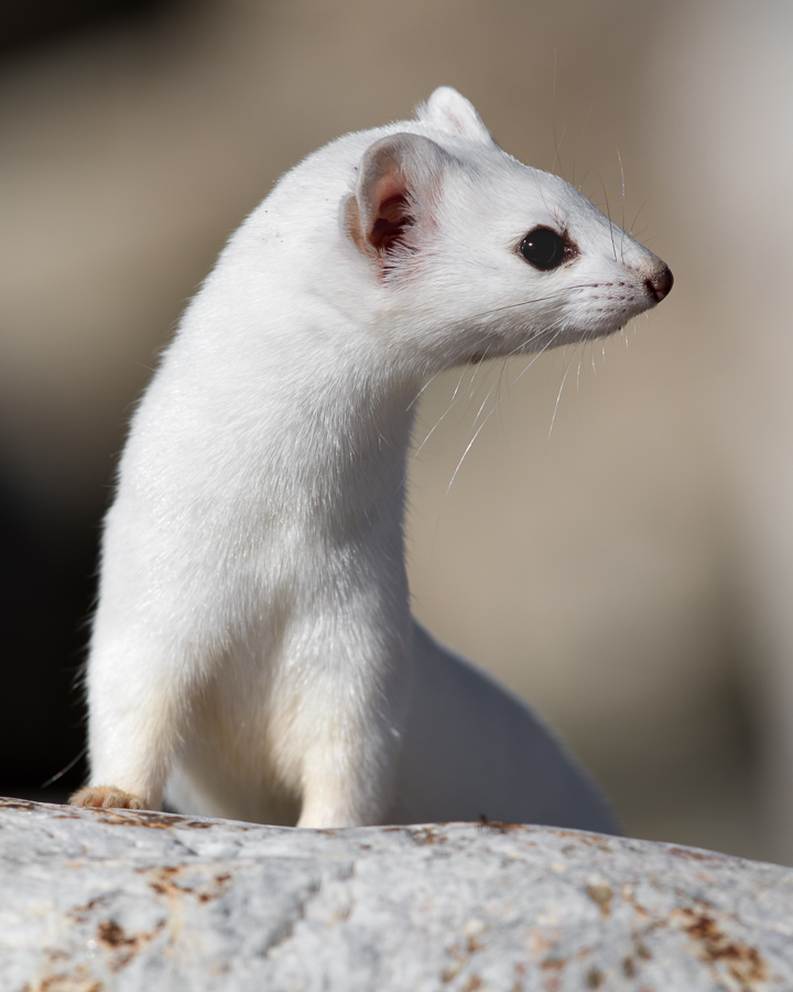 Long-tailed Weasel by Mark Summers