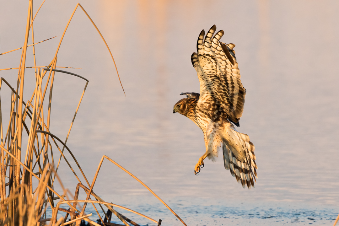 Northern Harrier by Mark Summers