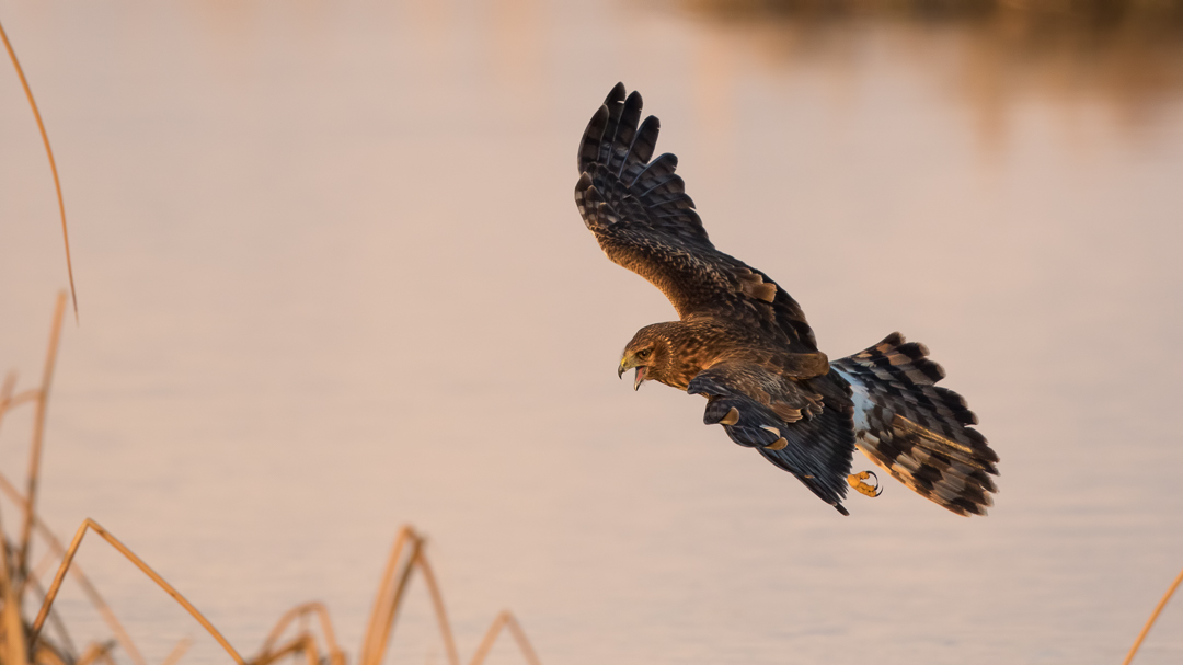 Northern Harrier by Mark Summers