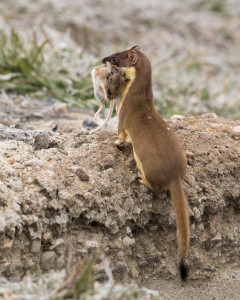 Long-tailed Weasel by Mark Summers