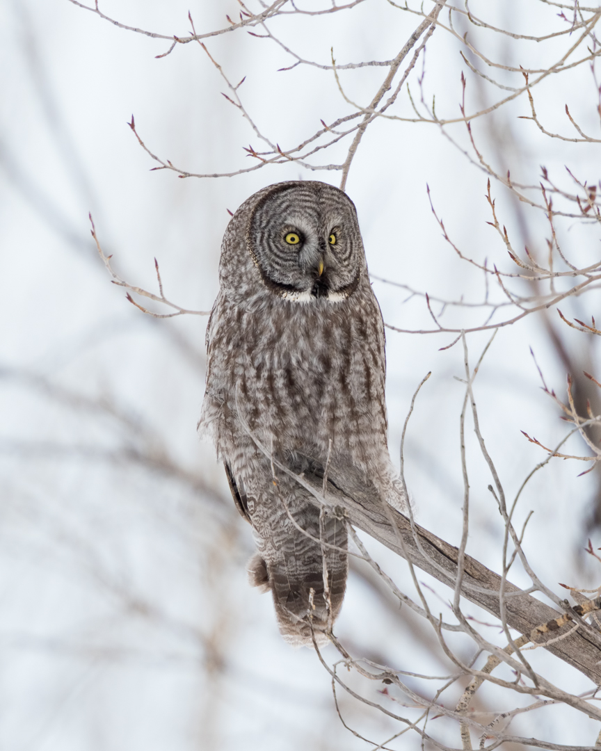 Great Gray Owl by Mark Summers