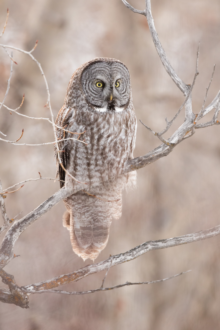 Great Gray Owl by Mark Summers