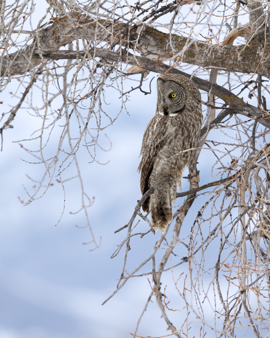 Great Gray Owl Mark Summers